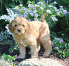 Cavapoo For Sale Millersburg OH Male-Buster