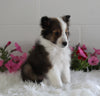 ACA Shetland Sheepdog For Sale Baltic OH Male-Lance