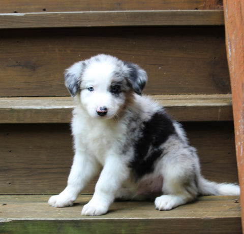 ABCA Registered Border Collie For Sale Warsaw OH Male-Ace