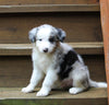 ABCA Registered Border Collie For Sale Warsaw OH Male-Ace