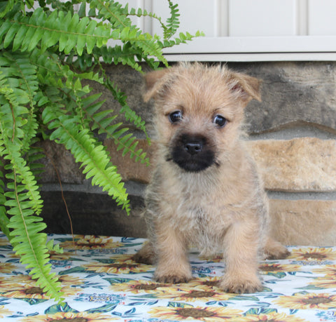 AKC Cairn Terrier For Sale Millersburg OH Male-Rigsby