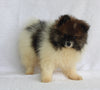 ACA Registered Pomeranian For Sale Millersburg OH Male-Tommy