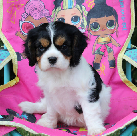 AKC Registered Cavalier KCS For Sale Millersburg OH Female-Rose
