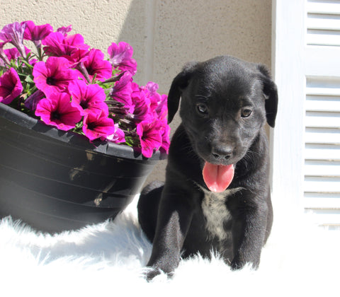 Dalmatian/English Cream Mix For Sale Holmesville OH Female-Jane