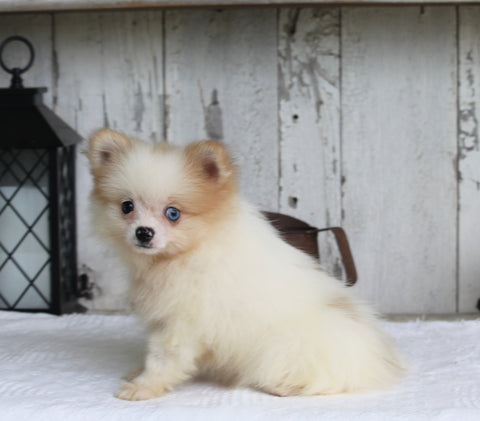 ACA Registered Pomeranian For Sale Millersburg OH Male-Tyson