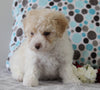 ACA Registered Mini Poodle For Sale Fredericksburg OH Male-Mason
