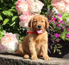 AKC Registered Golden Retriever For Sale Holmesville OH Female-Molly