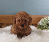 AKC Registered Mini Poodle For Sale Millersburg OH Female-Missy