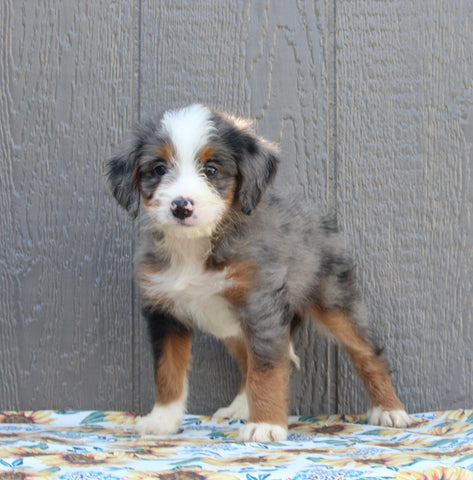 Mini Bernedoodle For Sale Millersburg OH Male-Nolan