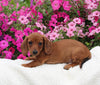 ACA Registered Dachshund For Sale Fredericksburg OH Male-Timmy
