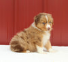 Australian Shepherd For Sale Holmesville OH Male-Allan