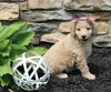 Mini Goldendoodle For Sale Sugarcreek OH Female-Summer