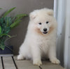 AKC Registered Samoyed For Sale Danville OH Male-Tucker