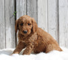 Goldendoodle For Sale Millersburg OH Male-Oliver