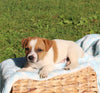 Jack Russell Terrier For Sale Fredericksburg OH Male-Bruno