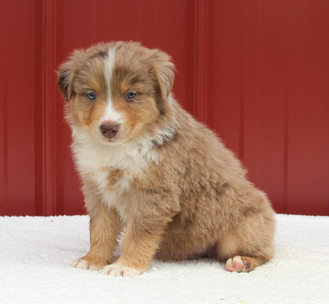 Australian Shepherd For Sale Holmesville OH Male-Arnie