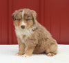 Australian Shepherd For Sale Holmesville OH Male-Arnie