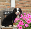 AKC Bernese Mountain Dog For Sale Warsaw OH Male-Rocky