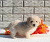 Maltipoo For Sale Holmesville OH Male-Marco