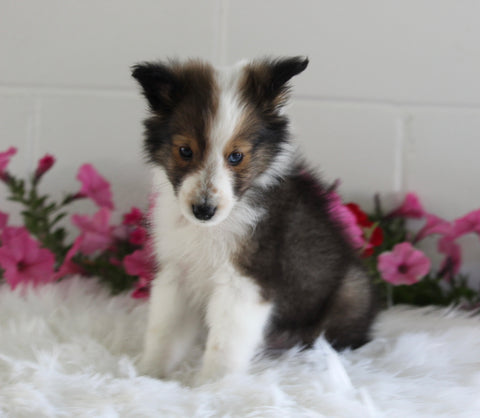 ACA Shetland Sheepdog For Sale Baltic OH Male-Lance