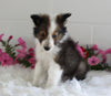 ACA Shetland Sheepdog For Sale Baltic OH Male-Lance
