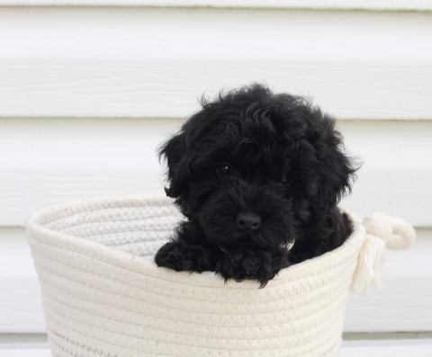 Havapoo For Sale AppleCreek OH Male-Maverick