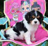 AKC Registered Cavalier KCS For Sale Millersburg OH Female-Rose