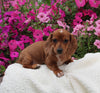 ACA Registered Dachshund For Sale Fredericksburg OH Female-Lassie