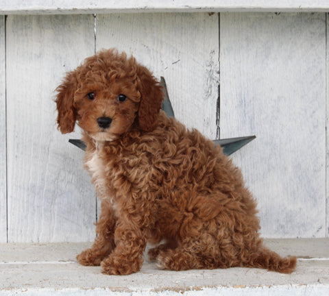 Cavapoo For Sale Millersburg OH Female-Tia