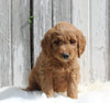 Goldendoodle For Sale Millersburg OH Female-Hazel
