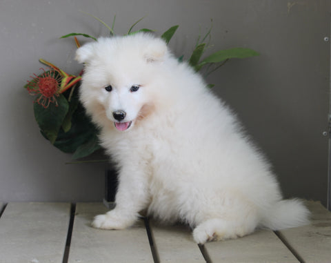 AKC Registered Samoyed For Sale Danville OH Male-Tucker
