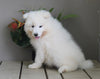 AKC Registered Samoyed For Sale Danville OH Male-Tucker