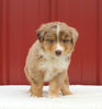 Australian Shepherd For Sale Holmesville OH Male-Arnie