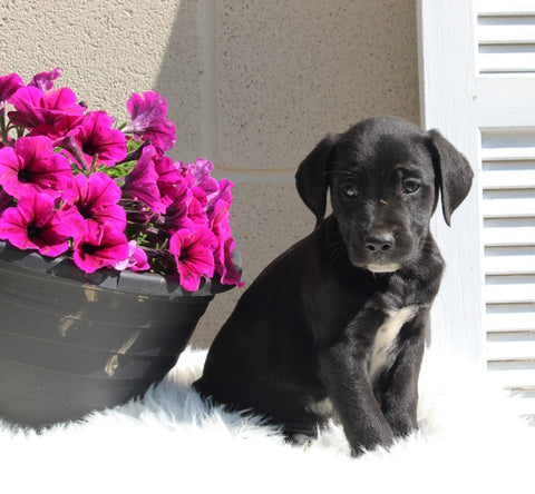 Dalmatian/English Cream Mix For Sale Holmesville OH Male-Jasper