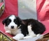 ABCA Registered Border Collie For Sale Warsaw OH Female-Misty