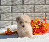 Maltipoo For Sale Holmesville OH Male-Marco
