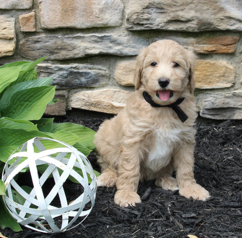 Mini Goldendoodle For Sale Sugarcreek OH Male-Miles