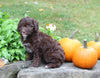 Mini Aussiedoodle For Sale Sugarcreek OH Female-Missy