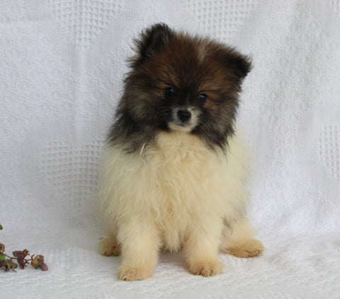 ACA Registered Pomeranian For Sale Millersburg OH Male-Tommy