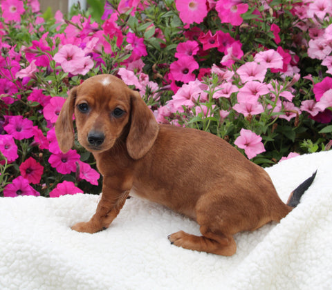 ACA Registered Dachshund For Sale Fredericksburg OH Female-Lassie