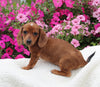 ACA Registered Dachshund For Sale Fredericksburg OH Female-Lassie