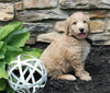 Mini Goldendoodle For Sale Sugarcreek OH Male-Miles