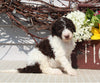 AKC Standard Poodle For Sale Sugarcreek OH Female-Manda