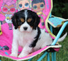 AKC Registered Cavalier KCS For Sale Millersburg OH Female-Rose