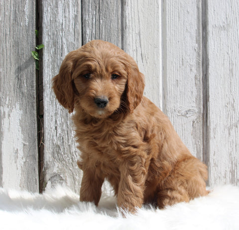 Goldendoodle For Sale Millersburg OH Female-Hazel