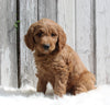 Goldendoodle For Sale Millersburg OH Female-Hazel