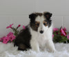 ACA Shetland Sheepdog For Sale Baltic OH Male-Noah