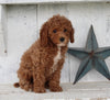 Cavapoo For Sale Millersburg OH Female-Tia