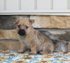 AKC Cairn Terrier For Sale Millersburg OH Male-Rigsby