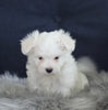 ACA Registered Maltese For Sale Applecreek OH Male-Maverick